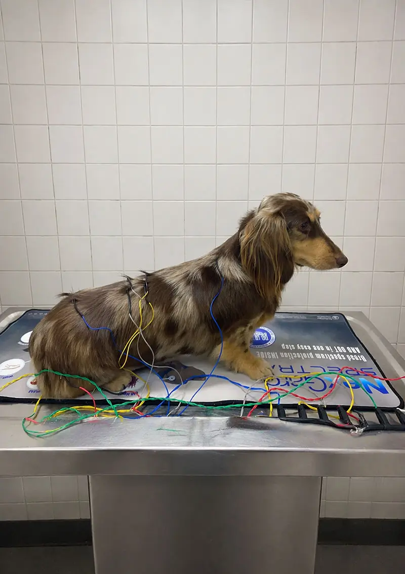 Acu4Pets