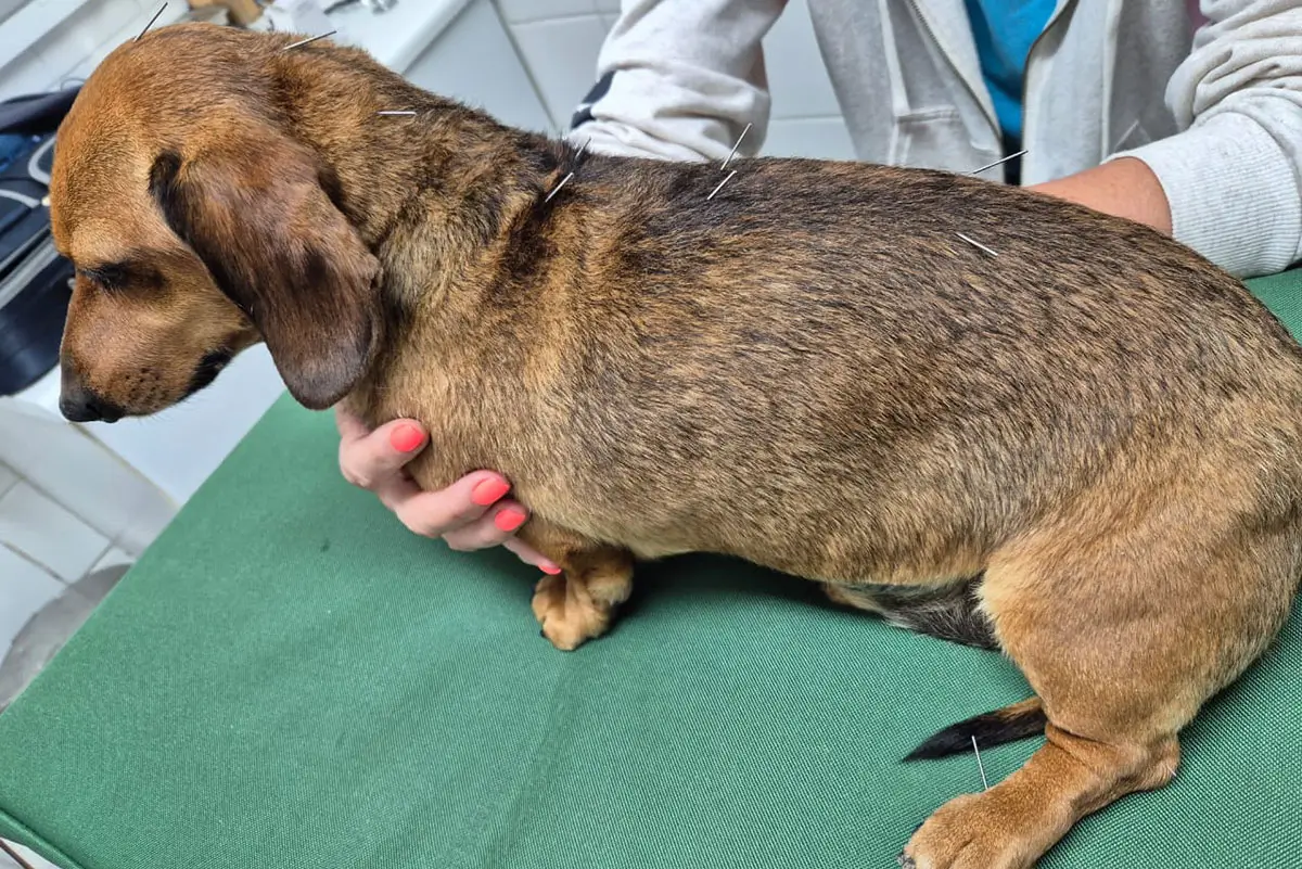 Acupuncture For Pets
