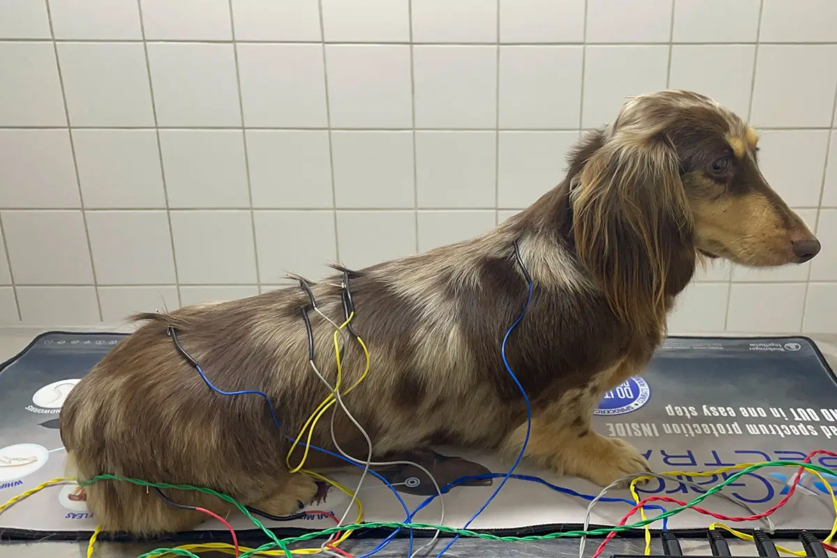 Acupuncture For Pets