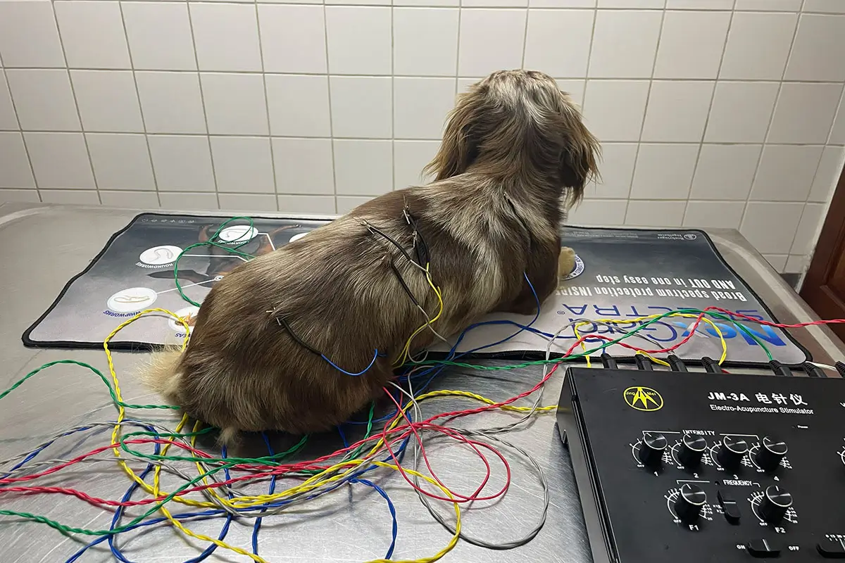 Acupuncture For Pets
