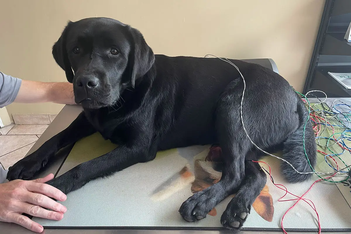 Acupuncture For Pets