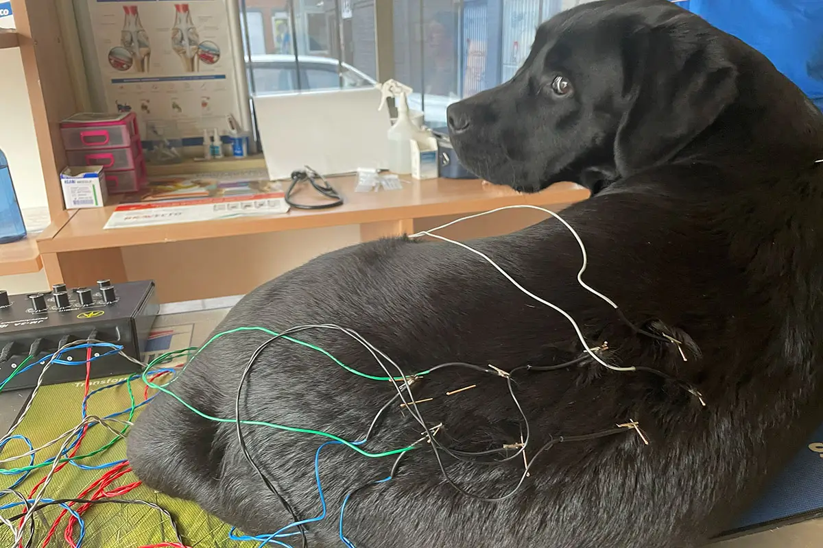 Acupuncture For Pets