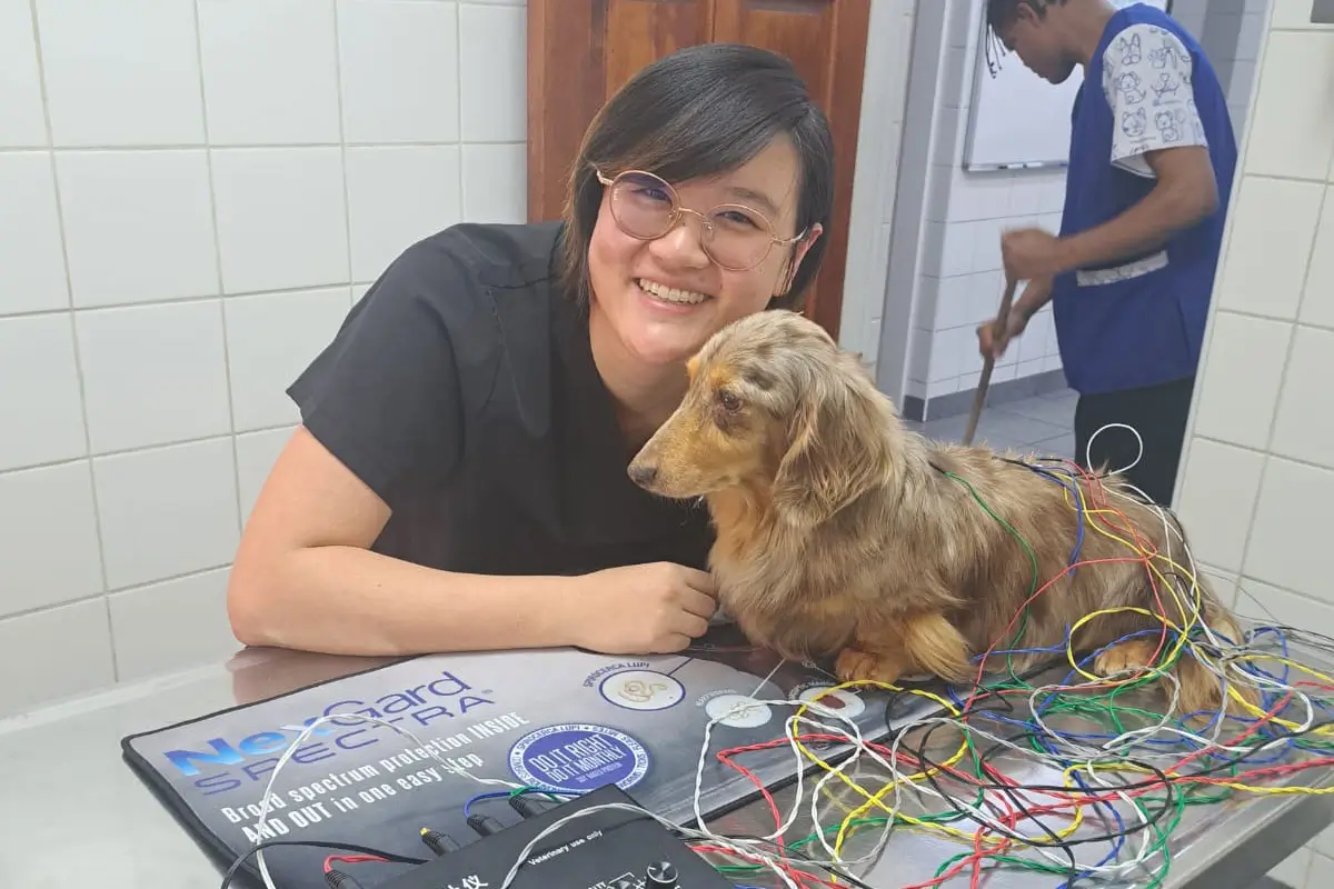 Acupuncture For Pets