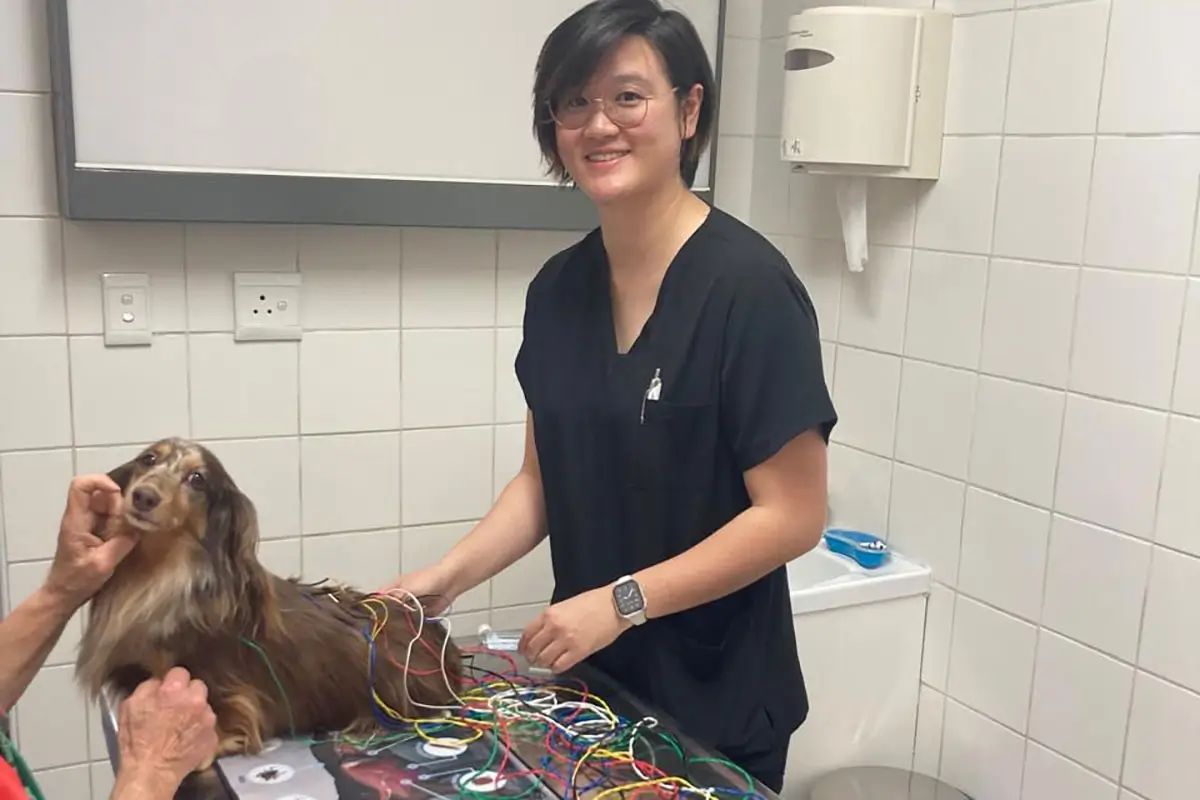 Acupuncture For Pets
