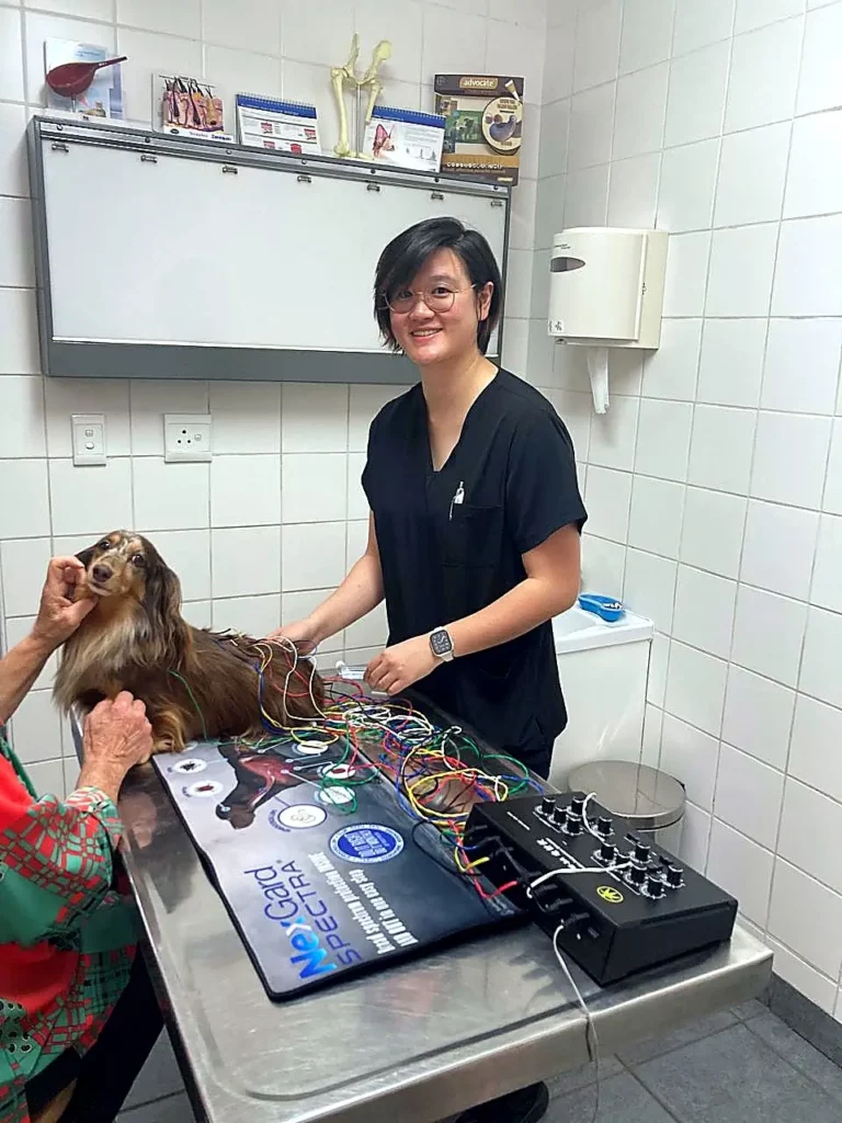 acupuncture for pets