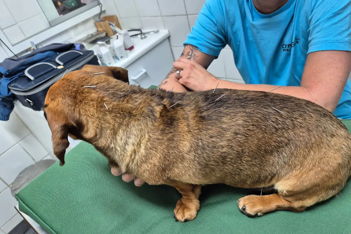 Acupuncture For Pets